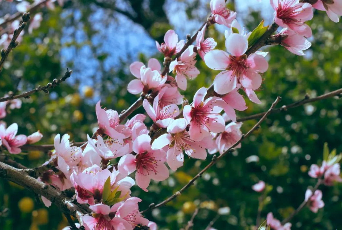 peach blossom
